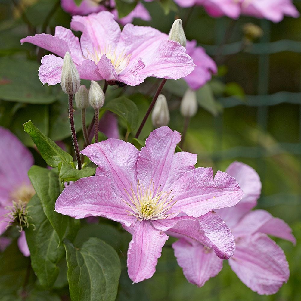 Clematis 'Cometesse De Bouchaud'