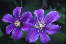 Load image into Gallery viewer, Clematis &#39;Arabella&#39; - Non Vining
