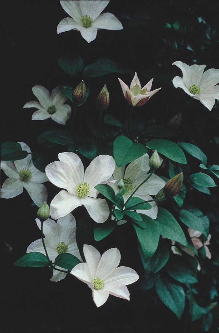 Clematis 'Huldine'