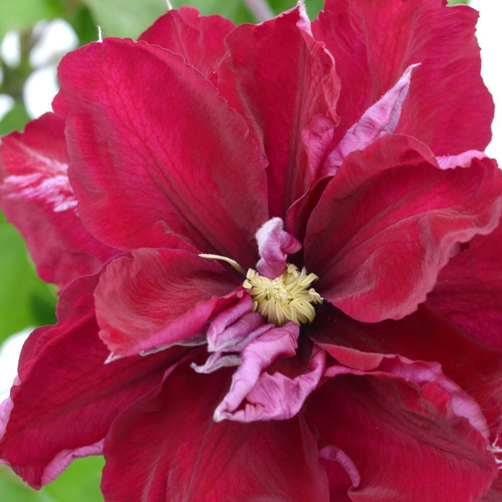Clematis 'Charmaine' Double Bloom Red