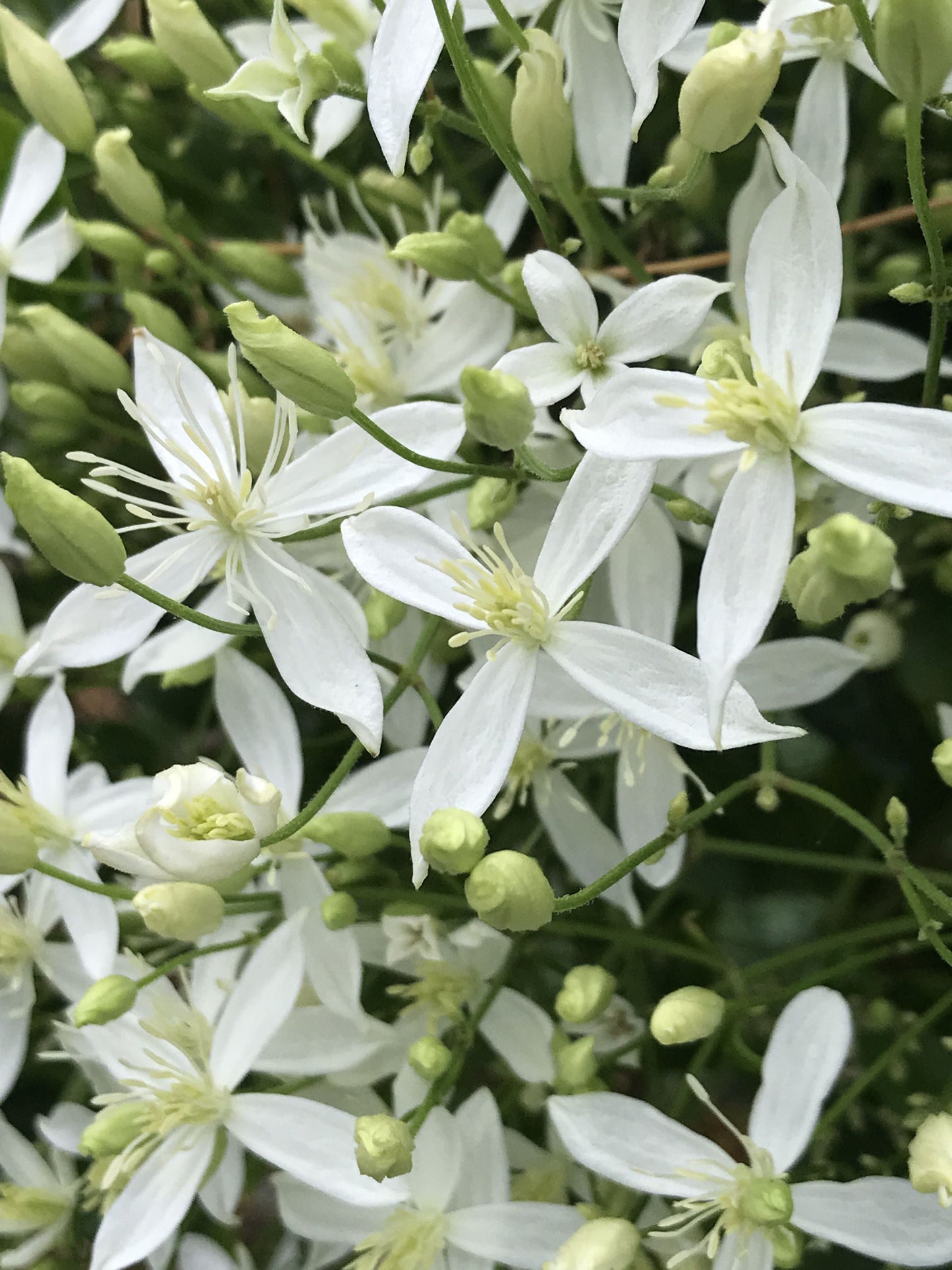 Clematis 'Sweet Autumn Love' - 'Paniculata'