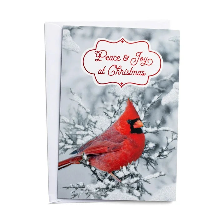 2024-DaySpring 18 Inspirational Christmas Greeting Cards, Black & White with Red Cardinal , Outdoor Photography , NLT scripture