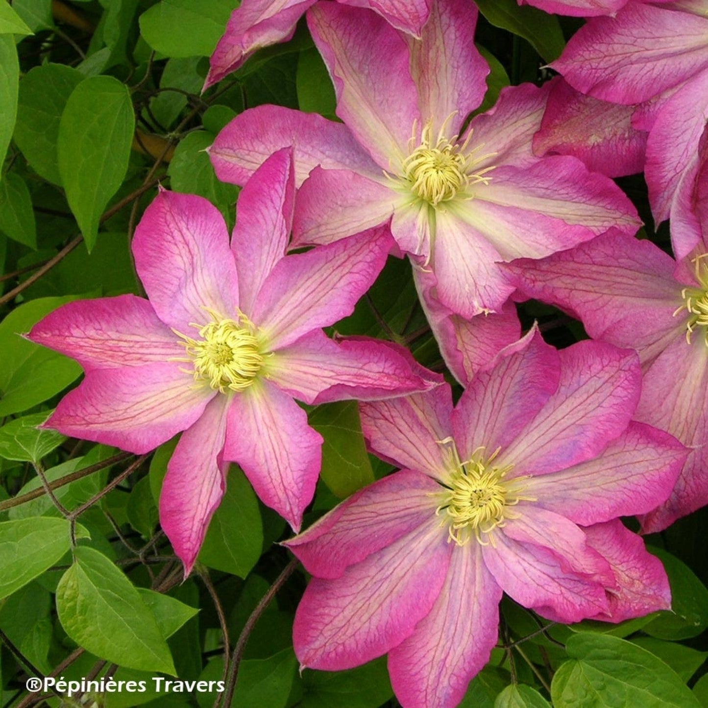 Clematis 'Asao'