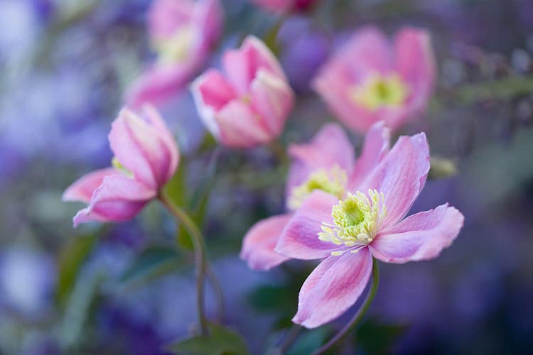 Clematis 'Montana Rubens' - Fragrant