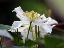 Load image into Gallery viewer, Clematis Flowering Vine - Fragrant Montana Grandiflora
