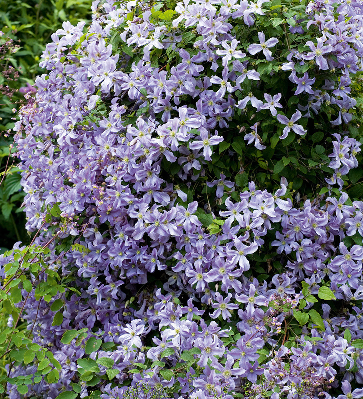 Soft Purple Clematis Vine