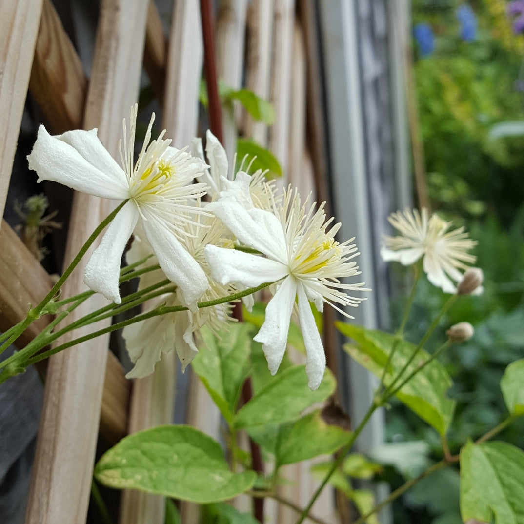 Clematis 'Summer Snow' AKA 'Fargesioides' AKA 'Paul Farges'