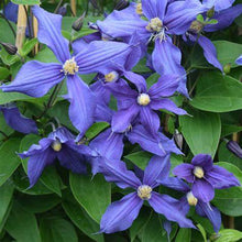 Load image into Gallery viewer, Clematis &#39;Durandii&#39; - Non Vining
