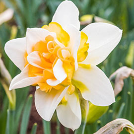Daffodil - Bundle of Fluffles