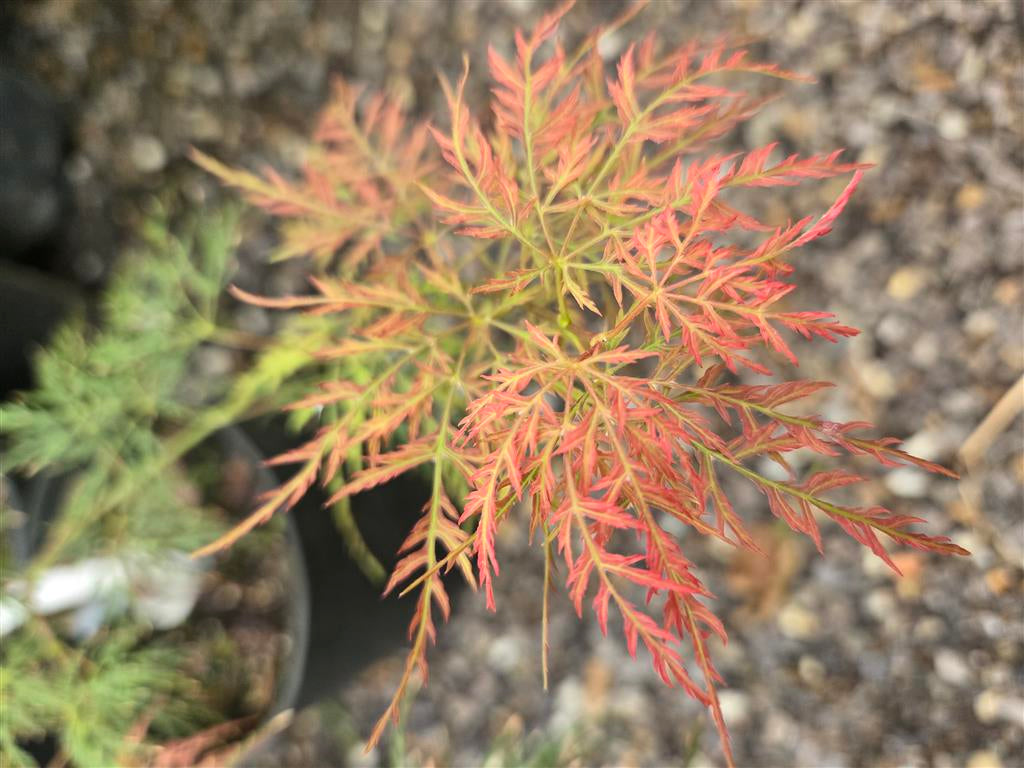 Japanese Maple - Beni Kumo No Su