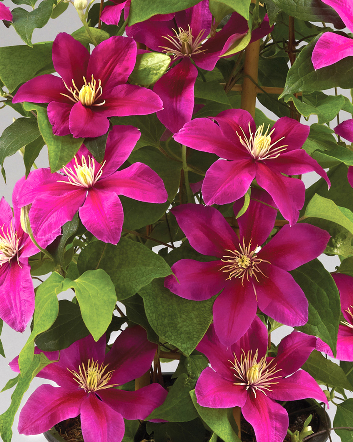 Clematis - Acropolis Evipo078