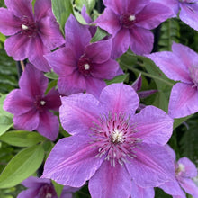 Load image into Gallery viewer, Clematis &#39;Adam&#39;s Courage&#39; - Lavender and Fuschia - 6ft Dwarf Variety
