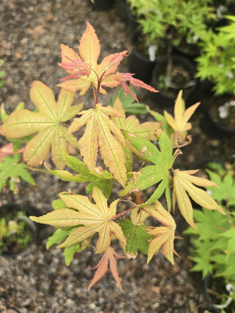 Japanese Maple - Aka Shigatatsu Sawa