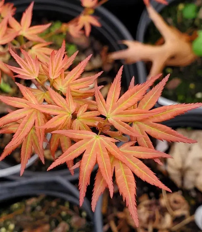 Japanese Maple - Akaji Nishiki