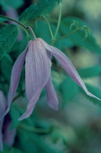 Load image into Gallery viewer, Clematis &#39;Alpina Blue Dancer&#39;
