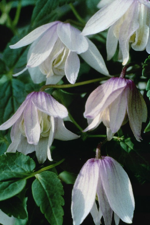 Clematis 'Alpina Pink Flamingo' AKA Atragena