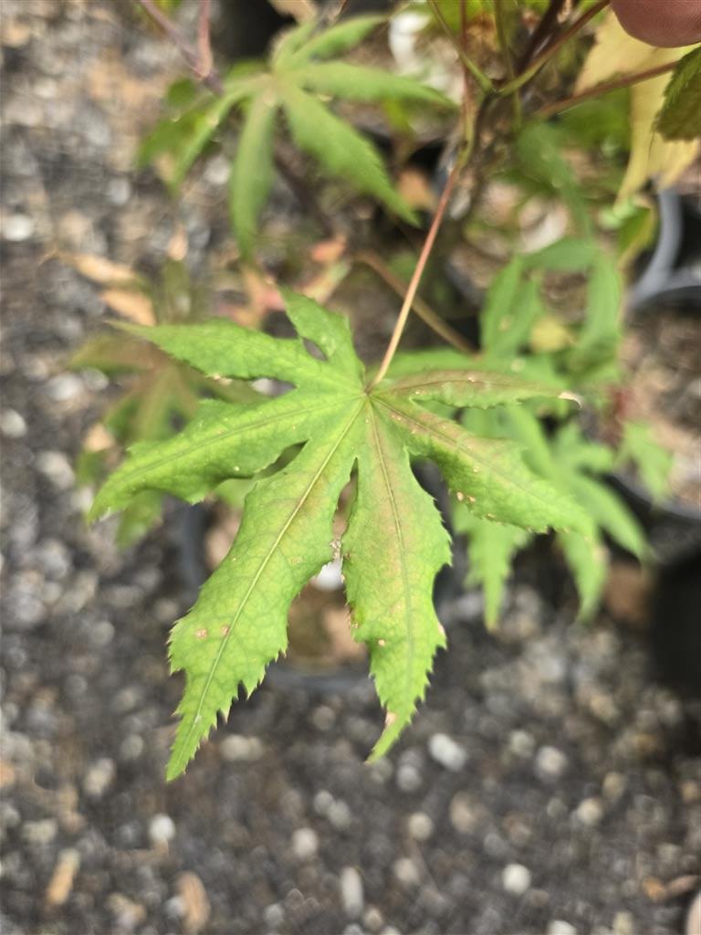 Japanese Maple - Amber Ghost