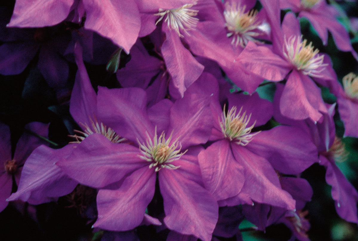 Clematis - Ascotiensis