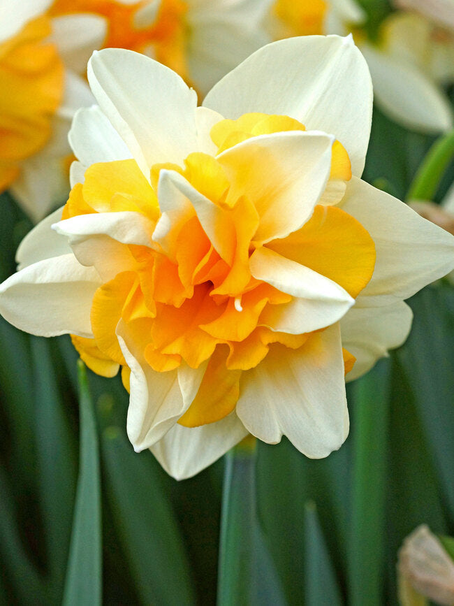 Daffodil - Bundle of Fluffles