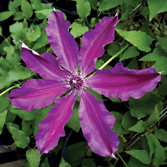 Clematis - Barbara Dibley