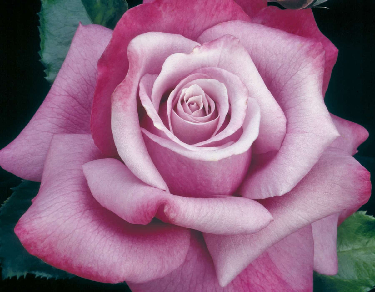 Rose - Barbra Streisand