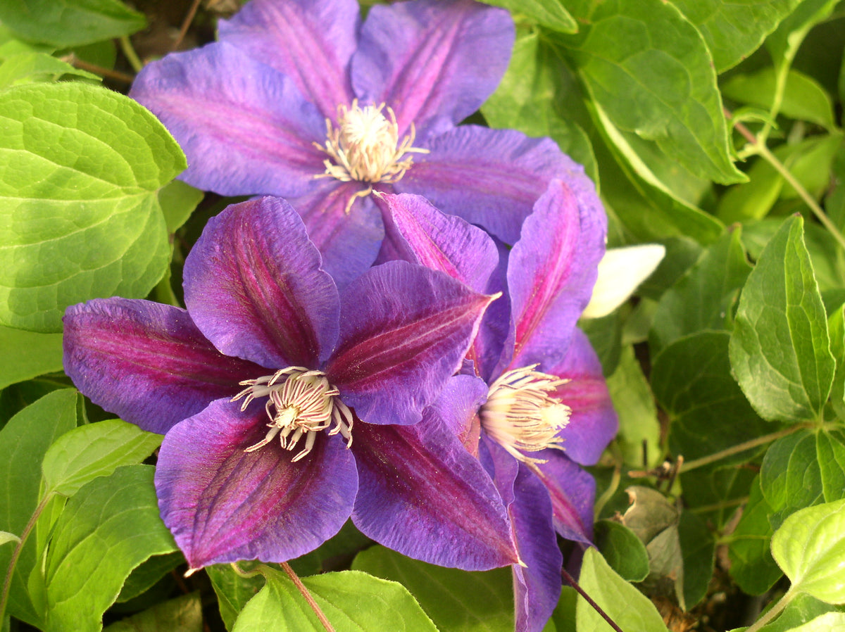 Clematis - Beth Currie