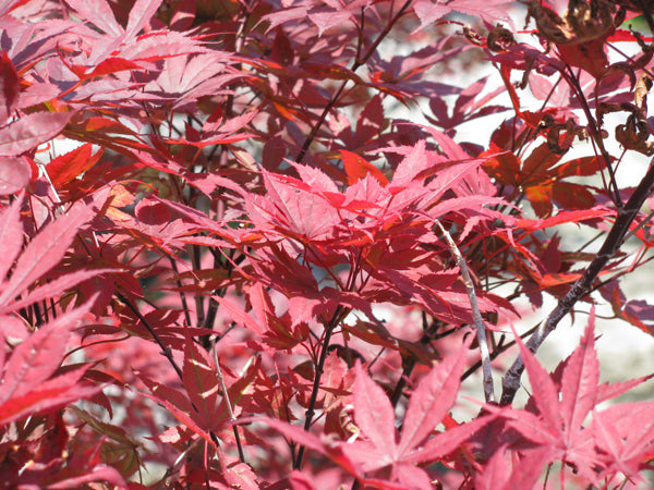 Japanese Maple - Bloodgood
