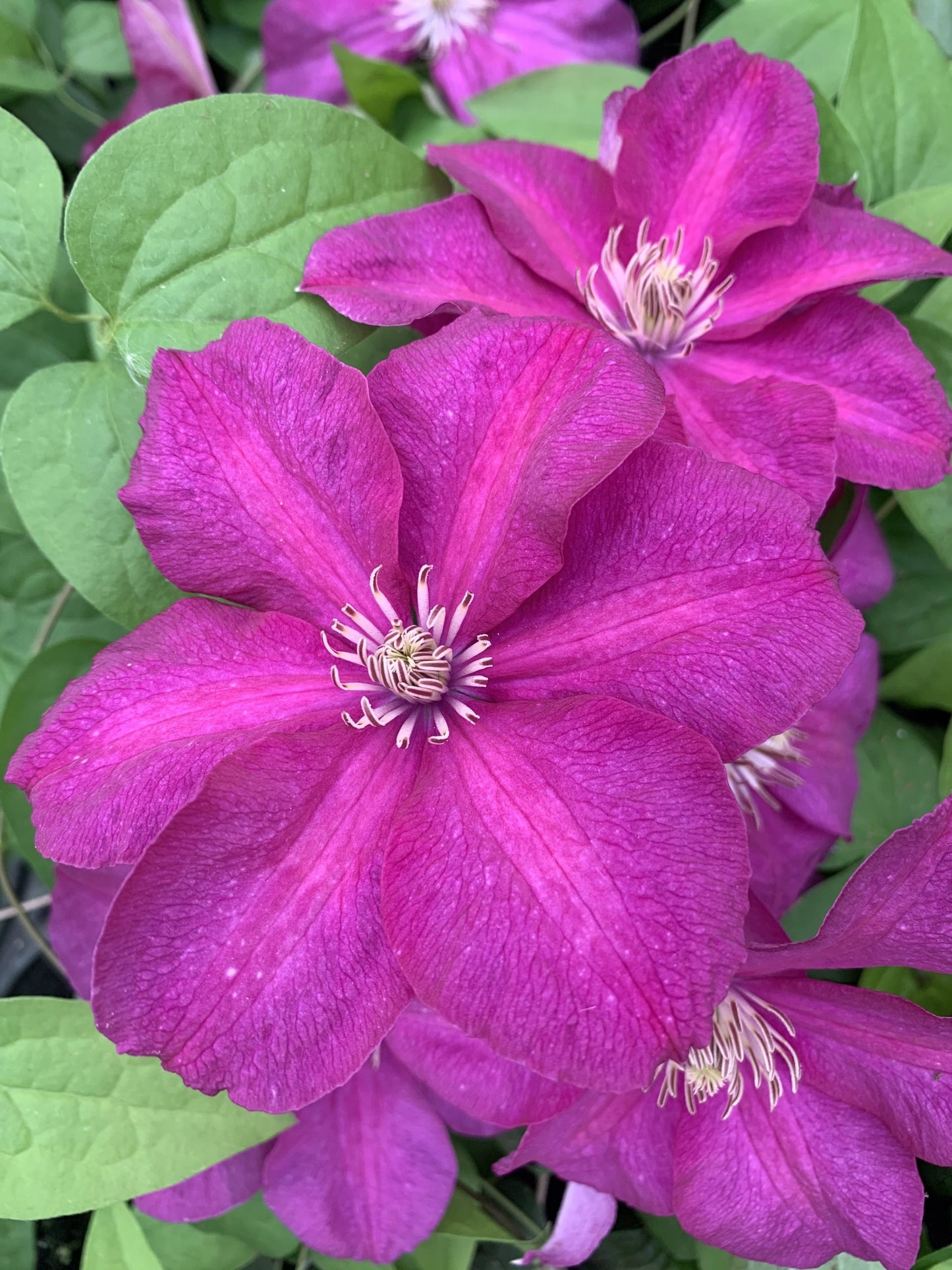 Clematis 'Cardinal Wyszynski'
