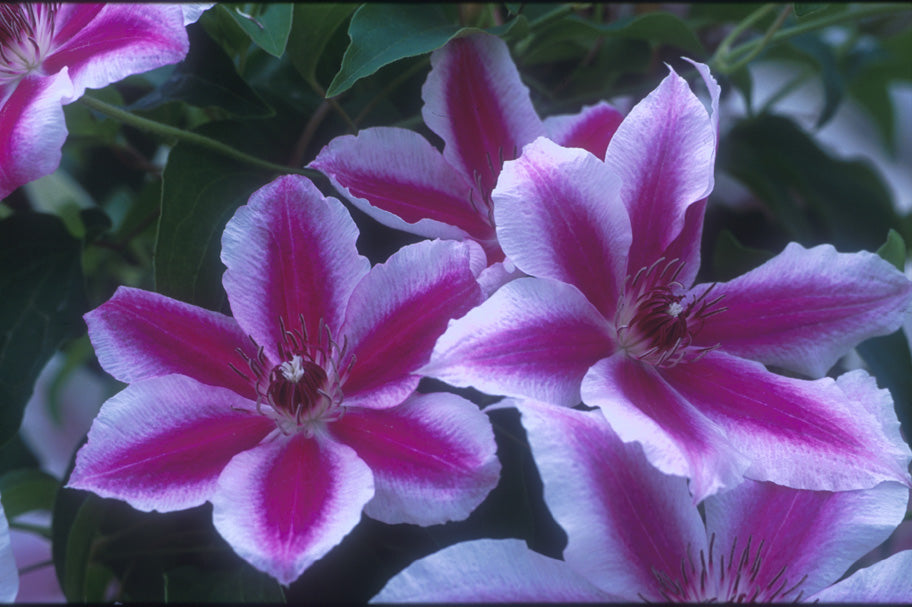 Clematis - Carnaby