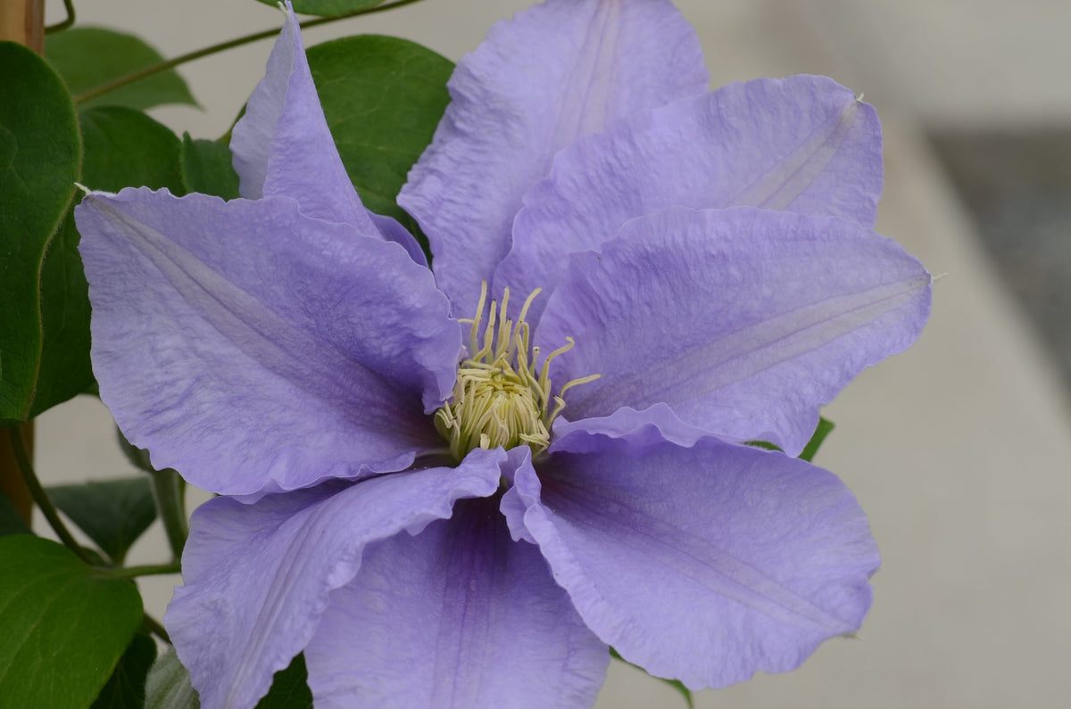 Clematis - Cezanne Evipo023