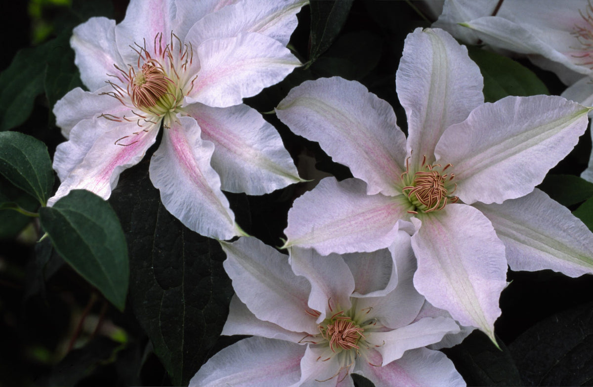 Clematis - Chantilly