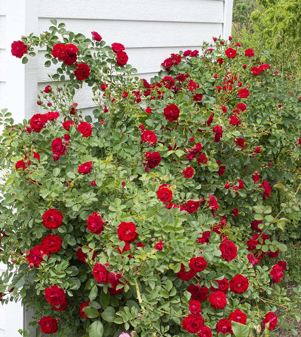 Rose - Cherry Frost