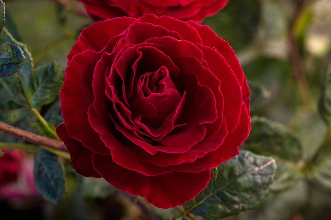 Rose - Cherrytini