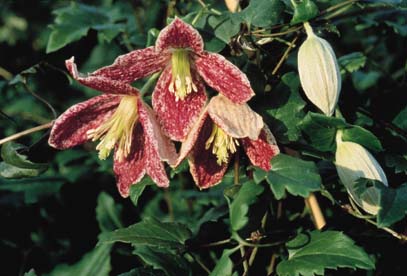 Clematis - cirrhosa Freckles