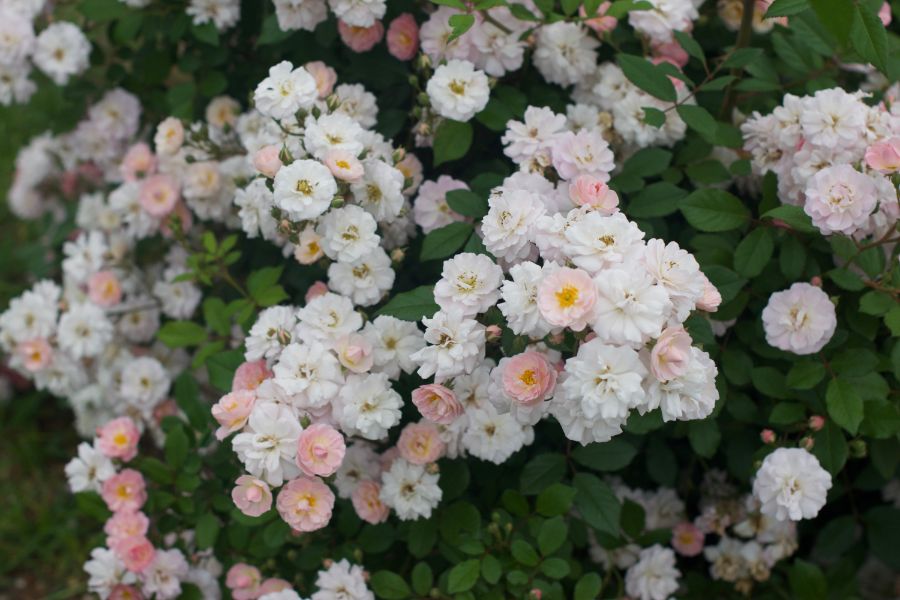 Rose - Climbing - Perfume Breeze