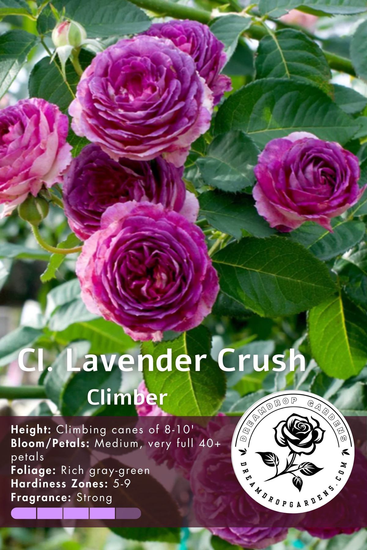 is lavender a climbing plant Rose - Climbing