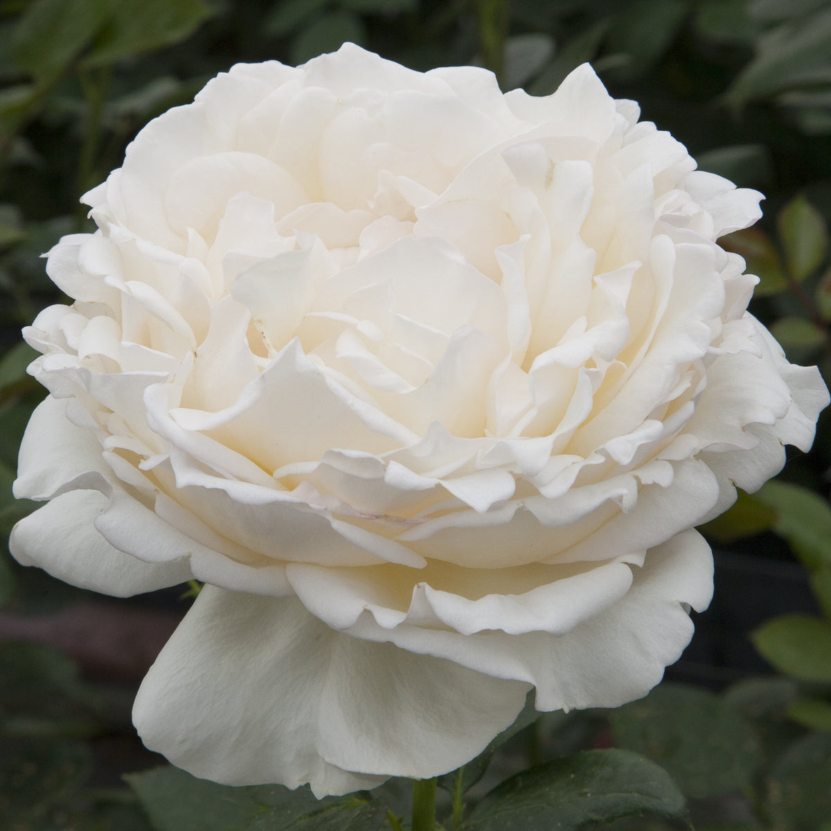 Rose - Classic Woman