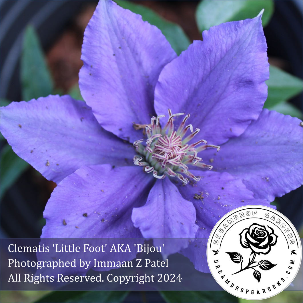 Bijou / Little Foot - Groundcover Clematis of Dreamdrop Gardens. Photographed by Immaan Z Patel