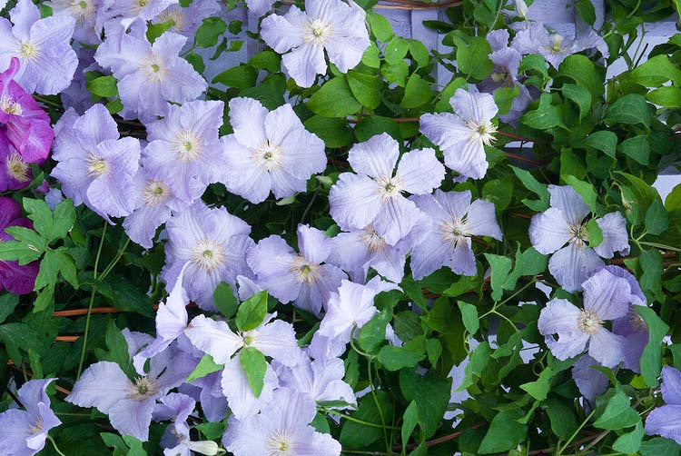 Clematis 'Blue Angel' - Great as Cut Flower