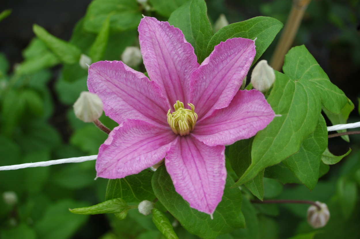 Clematis 'Cometesse De Bouchaud'