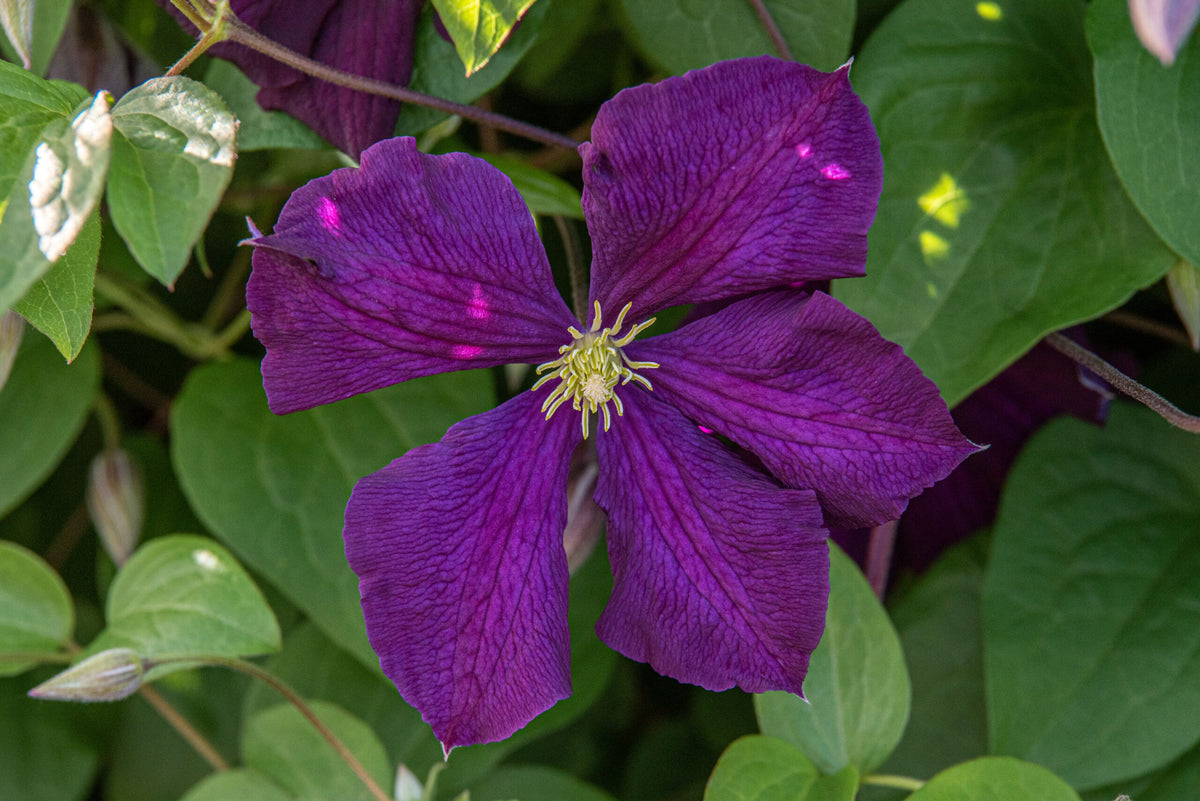 Clematis - Etoile Violette