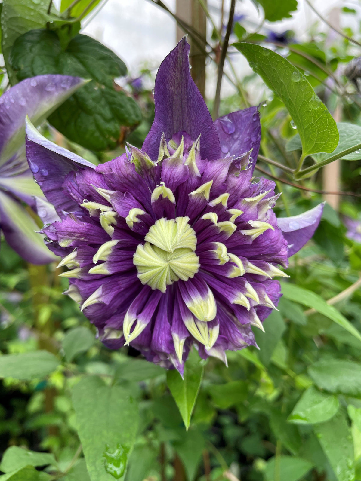 Clematis - Taiga
