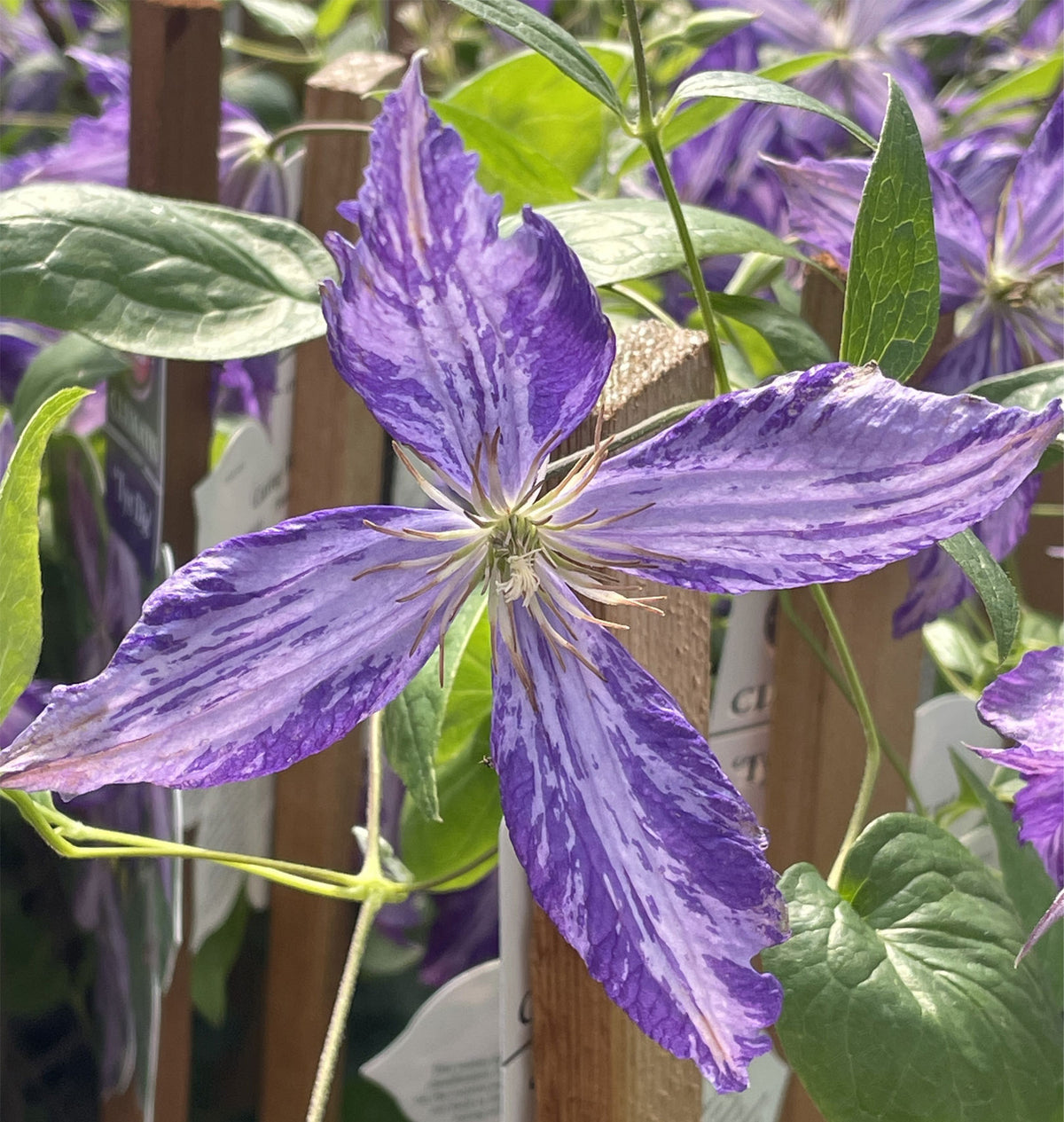 Clematis - Tie Dye