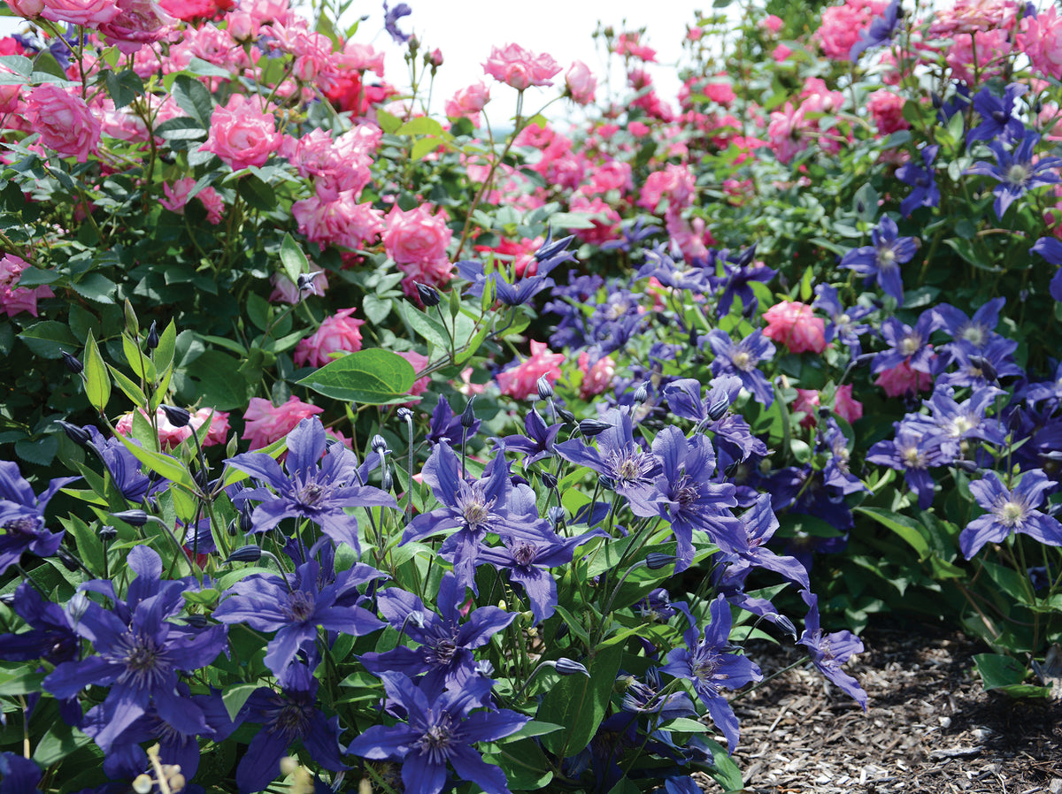 Clematis - Sapphire Indigo