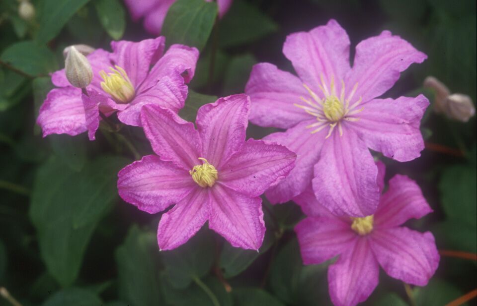 Clematis 'Cometesse De Bouchaud'