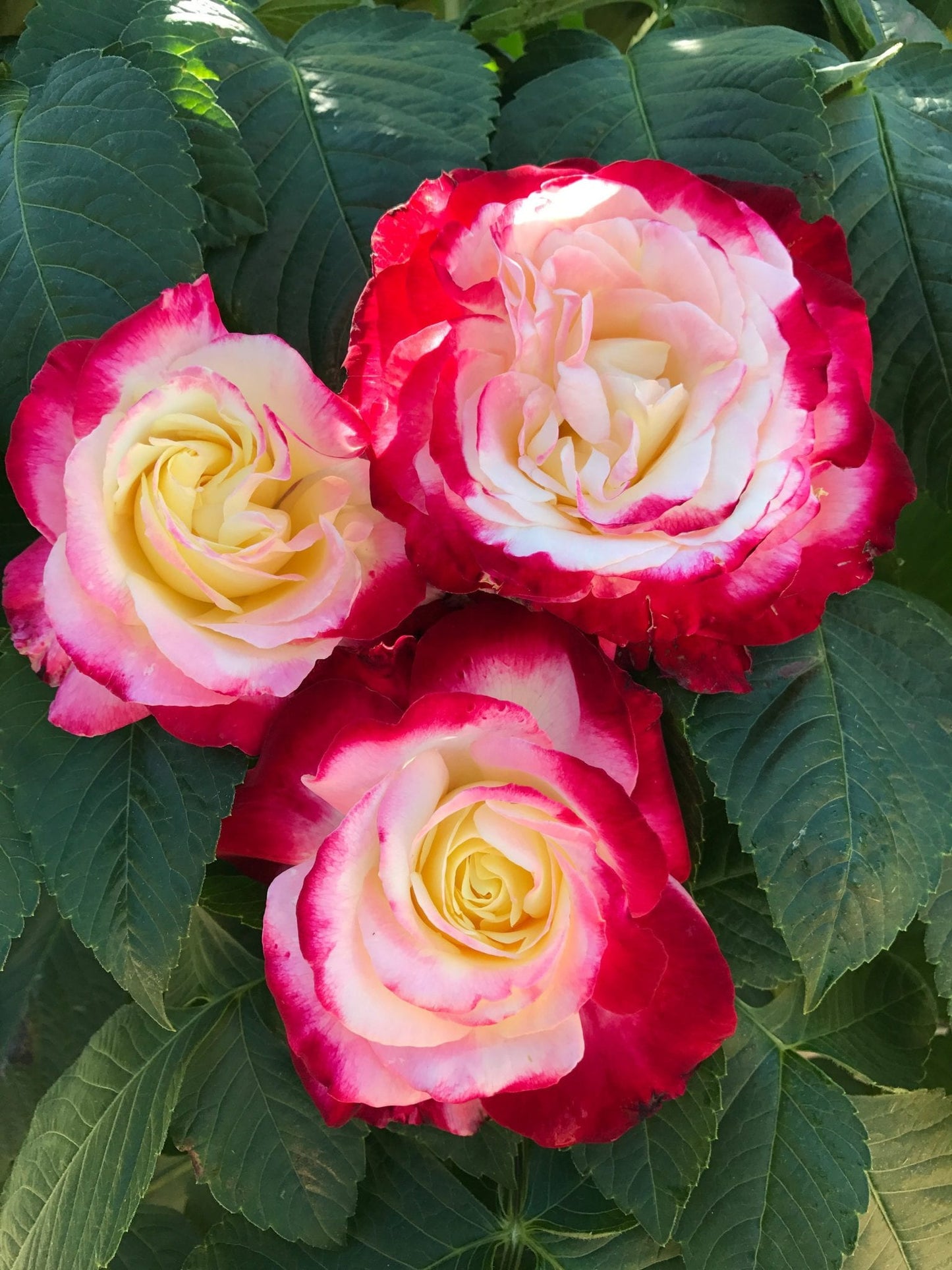 Rose - Double Delight - Hybrid Tea