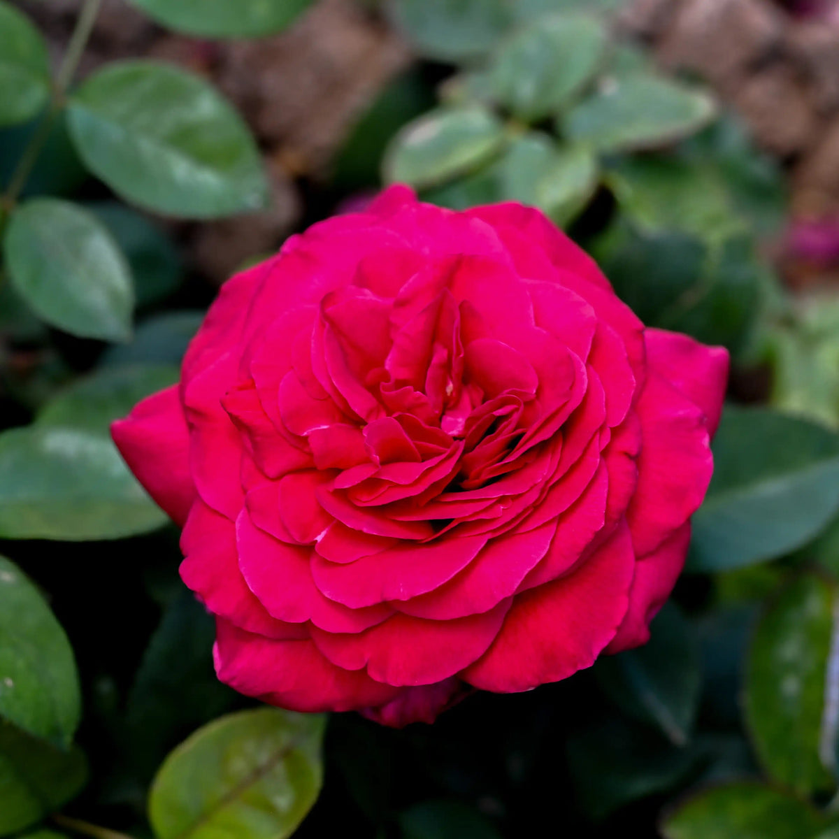 Rose - Monsieur