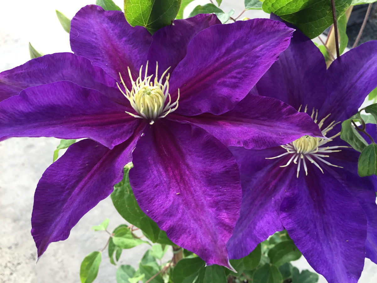 Clematis - The Duchess of Cornwall