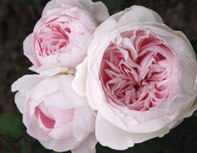 Load image into Gallery viewer, Rose - Kordes - Earth Angel Parfuma
