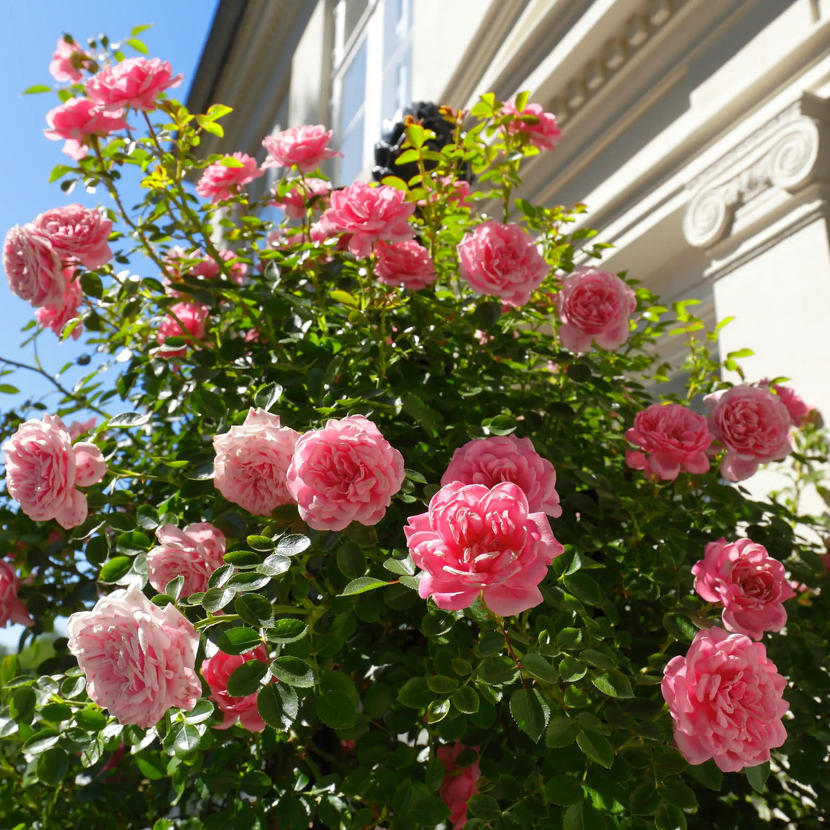 Rose - Starlet Beauty Eva